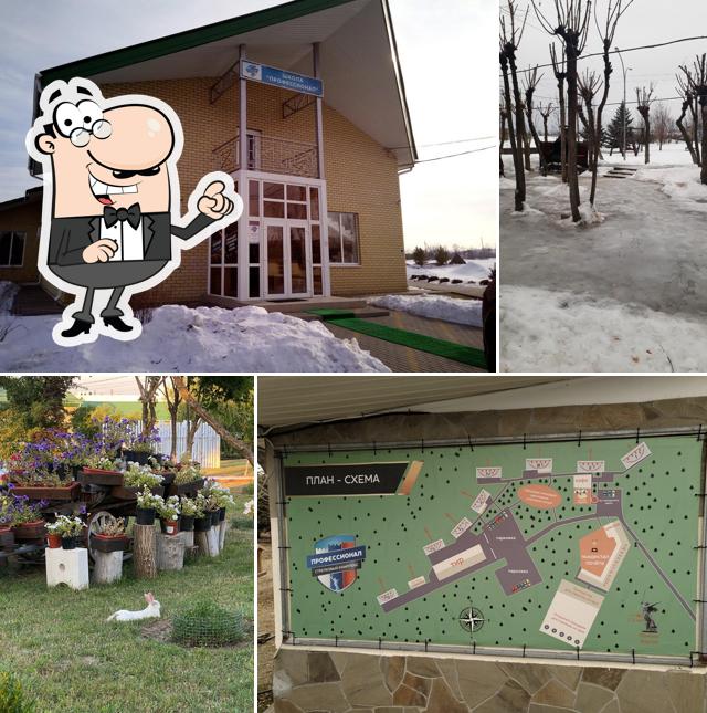 Золотой фазан