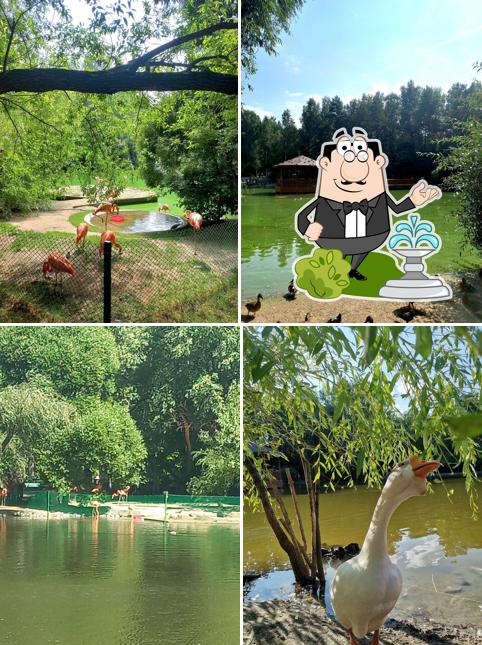 Лебединое озеро