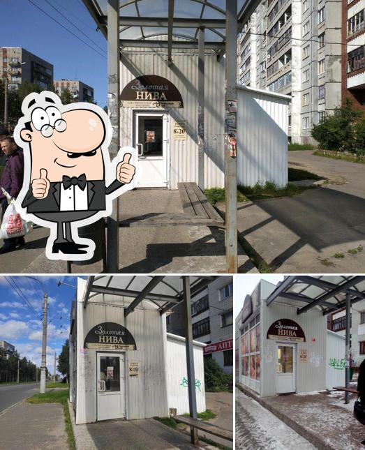 Золотая нива