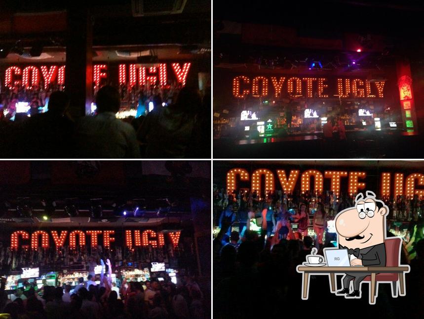 Гадкий Койот