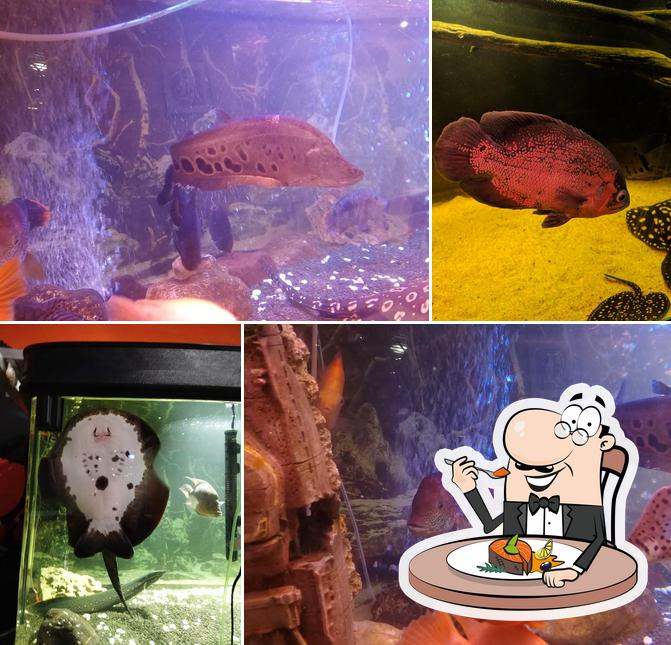 Суши Барракуда