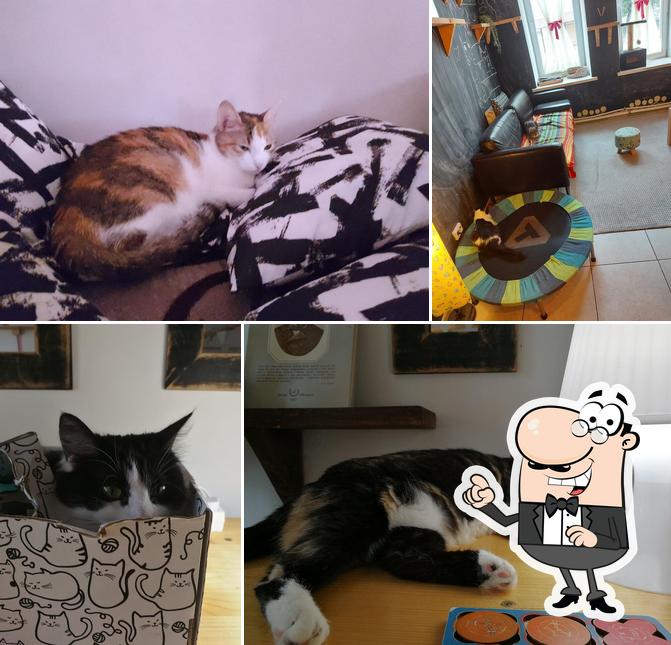 Меховое кафе