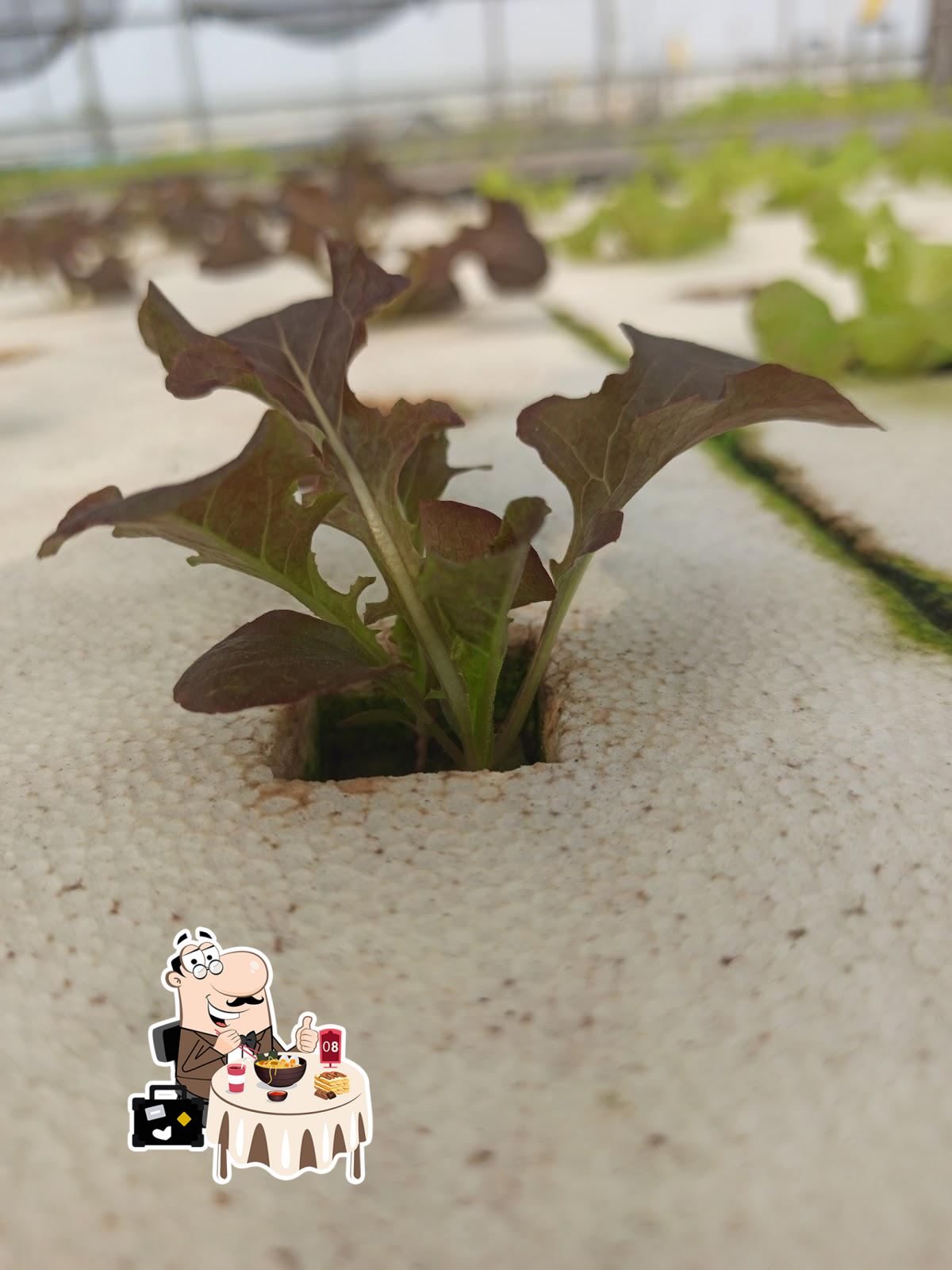 水菁水耕農園