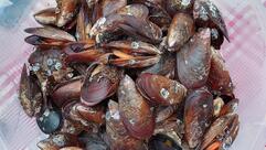 Mario & Marina Ostra e Mariscos