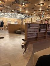 CAT CAFE MOCHA Gangnam store