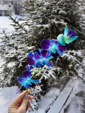 Подсолнух