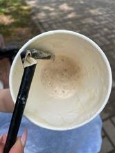 Coffee Koel