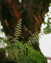 Restaurante e Pizzaria Natureza