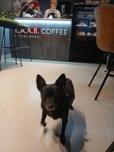 L. A. A. B. Coffee