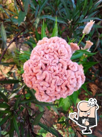 Pesqueiro Recanto dos Emmerich foto